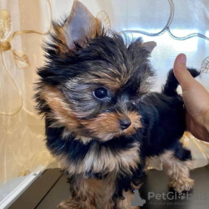 Photo №3. Achetez vos magnifiques chiots Yorkshire Terrier vaccinés disponibles dès. USA