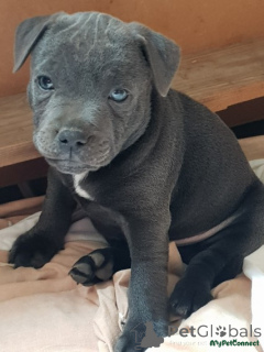 Photo №1. staffordshire bull terrier - à vendre en ville de Arrondissement de Berchtesgaden-Campagne | 380€ | Annonce №166186