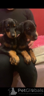 Photos supplémentaires: Chiots Doberman pure race à vendre 1,5 mois.