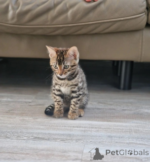 Photo №1. bengal - à vendre en ville de Dudedorf | 350€ | Annonce № 173910