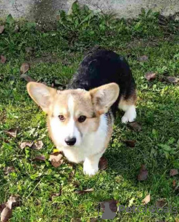 Photos supplémentaires: Corgi gallois Pembroke