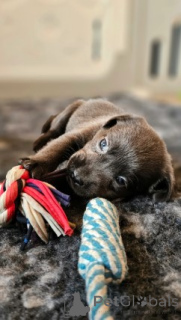 Photo №4. Je vais vendre labrador retriever en ville de Fracasse. éleveur - prix - négocié