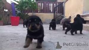 Photo №1. rottweiler - à vendre en ville de Anvers | Gratuit | Annonce №154179