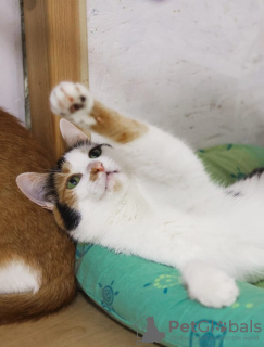 Photo №3. Le chat tricolore Jasper cherche un foyer !. Fédération de Russie