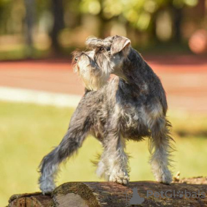 Photos supplémentaires: Chiots Schnauzer nain