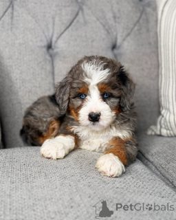 Photo №2 de l'annonce № 168959 de la vente chien bâtard - acheter à Allemagne éleveur