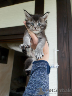 Photo №2 de l'annonce № 125716 de la vente maine coon - acheter à Allemagne annonce privée