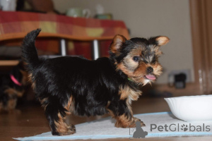 Photo №1. yorkshire terrier - à vendre en ville de Fegen | 850€ | Annonce №168487