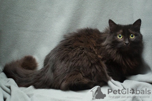 Photos supplémentaires: Le chat souffrant Ksyusha cherche un foyer ! Maniable et affectueux !