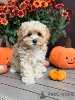 Photo №2 de l'annonce № 157763 de la vente maltipu - acheter à Luxembourg annonce privée