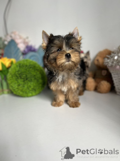 Photo №1. yorkshire terrier - à vendre en ville de Berlin | 550€ | Annonce №164795