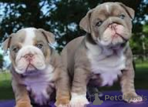 Photo №3. Prachtige Engelse Bulldog-puppy's te koop. Belgique
