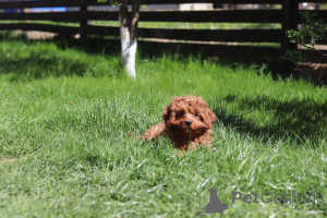 Photo №4. Je vais vendre kavapoun en ville de Minsk. annonce privée, de la fourrière, éleveur - prix - 1400€