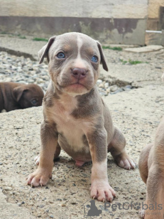 Photos supplémentaires: Chiots pitbull terrier américain