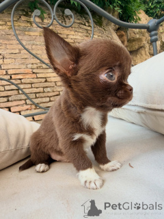 Photo №1. chihuahua - à vendre en ville de Lyon | négocié | Annonce №169420