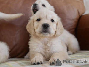 Photo №1. golden retriever - à vendre en ville de Anvers | Gratuit | Annonce №154301