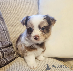 Photo №1. chien bâtard - à vendre en ville de Brno | Gratuit | Annonce №135275