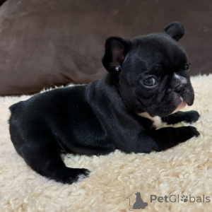 Photo №3. Chiots de Bulldog français charmants de 8 semaines prêts pour leurs maisons pour. La Grande-Bretagne