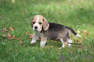 Photo №1. beagle - à vendre en ville de Aleksandria Pierwsza | 717€ | Annonce №113257