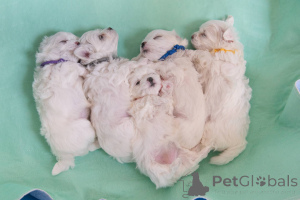 Photo №3. Chiots maltais sains. USA