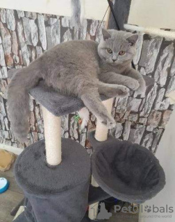 Photo №3. CHATONS BSH MÂLES ET FEMELLES. USA