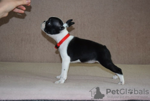 Photos supplémentaires: Chiots Boston terrier