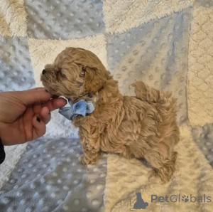 Photo №1. maltipu - à vendre en ville de Augustdorf | négocié | Annonce №167673