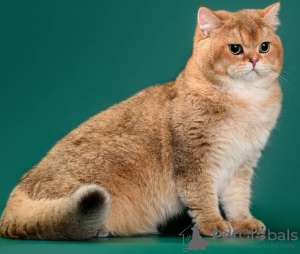 Photo №3. chatons britanniques.. Fédération de Russie