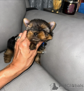 Photo №1. yorkshire terrier - à vendre en ville de Boston | 380€ | Annonce №121633