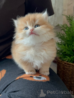 Photo №1. persan - à vendre en ville de Brême | négocié | Annonce № 165344