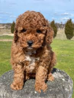 Photo №2 de l'annonce № 163881 de la vente labradoodle - acheter à Pays Bas annonce privée, éleveur