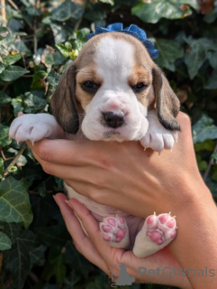 Photo №1. beagle - à vendre en ville de Four Corners | 331€ | Annonce №115042