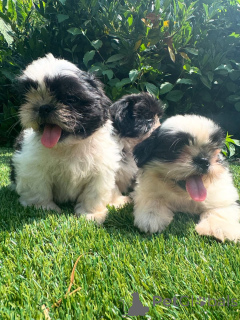 Photo №1. shih tzu - à vendre en ville de Debrecen | négocié | Annonce №160843