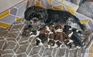 Photo №1. shih tzu - à vendre en ville de Hartford | 638€ | Annonce №147676