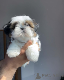 Photo №1. shih tzu - à vendre en ville de Торонто | 189€ | Annonce №124279