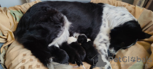 Photo №4. Je vais vendre border collie en ville de Sofia. annonce privée - prix - négocié