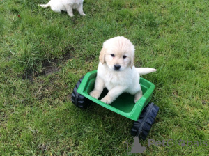 Photos supplémentaires: Champion Bloodline Golden Retriever Puppies disponibles maintenant avec