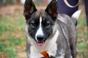 Photos supplémentaires: Bella, une chienne incroyablement gentille et charmante, cherche un foyer !