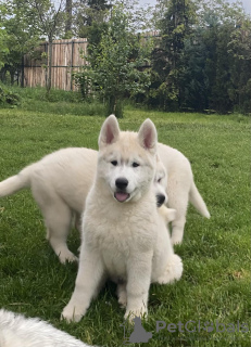 Photo №1. husky de sibérie - à vendre en ville de Belgrade | négocié | Annonce №69467