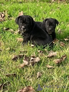 Photo №1. cane corso - à vendre en ville de Aalborg | 1€ | Annonce №173402