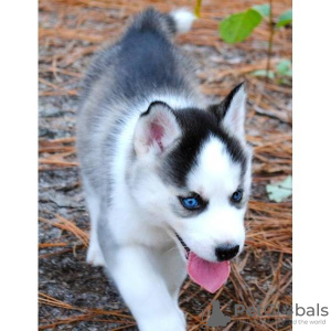 Photo №1. husky de sibérie - à vendre en ville de Berlin | 300€ | Annonce №62339