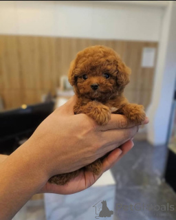 Photo №2 de l'annonce № 175323 de la vente caniche (jouet) - acheter à Lituanie annonce privée, éleveur