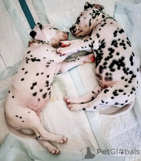 Photo №3. Chiots dalmatiens disponibles pour adoption. USA