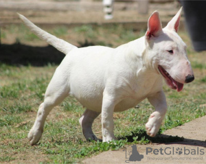 Photo №1. bull terrier - à vendre en ville de Belgrade | négocié | Annonce №106399