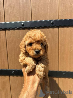 Photo №3. Caniche toy de pedigree de première classe. Serbie