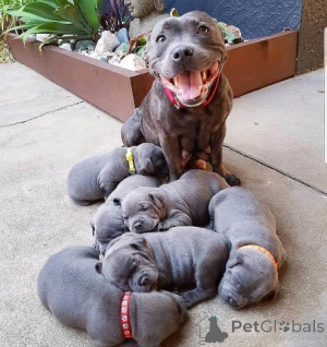 Photo №1. staffordshire bull terrier - à vendre en ville de Vilnius | négocié | Annonce №159983
