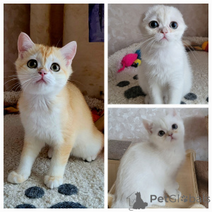 Photo №1. chat chinchilla - à vendre en ville de Kalouga | 539€ | Annonce № 141411