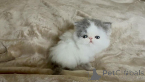 Photo №1. exotic shorthair - à vendre en ville de Bietigheim-Bissingen | 350€ | Annonce № 177969