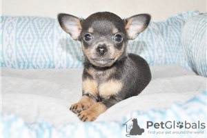 Photo №3. Adorables chiots Chihuahua en adoption gratuite. Allemagne