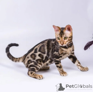 Photo №1. bengal - à vendre en ville de Bernburg | 350€ | Annonce № 176678